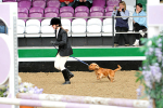 equiscot 3113