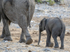 Elephant with young