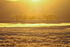Sunset Snow Trees