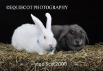 equiscot2000