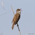 Great Reed Warbler (Acrocephalus arundinaceus)