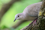 Collared Dove portfolio