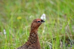 Red Grouse