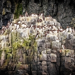 BBW-24-Gathering of Common Guillemots