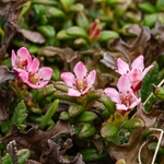 Creeping azalea (Loiseleuria procumbens)