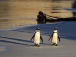 African Penguins arrive late afternoon, Foxy Beach, South Africa