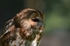 Tawny Owl