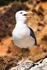Seagull Warning