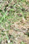SBM_19555