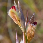 Eastern serapias (Serapias orientalis)