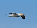Gannet