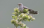 Male Cuckoo