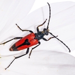 Longicorn Beetles (Stenurella bifasciata)