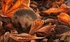 "UNDERNEATH THE CHESTNUT TREE "AUTUMN HEDGEHOG