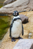 Humboldt Penguin - DSC_9388