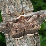 Great peacock moth (Saturnia pyri)