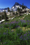 Banner Peak