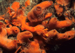 Amphilectus fucorum