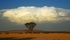 Tree & Cloud
