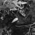 Corkscrew Swamp Sanctuary 2006
