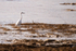 Little Egret