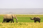 _M7B0036 Amboseli