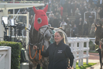 151124-Race 2-Paddock-Resplendent Grey-7347
