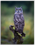 African Eagle Owl