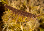 Idotea balthica