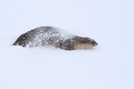 River Otter covered in snow, Yellow National Park, Wyoming