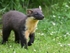 Pine Marten