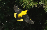 Golden Oriole