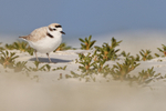 Snowy Plover, Fort De Soto Park, Florida