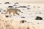 Polar Bear (male) & boulders, Churchill, Canada