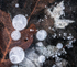 VERNAL POND ICE - BACKUS WOODS