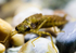 Emperor dragonfly larva