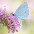 Holly Blue