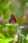 The Viceroy Butterfly Limenitis archippus-0869