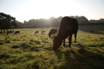 Tuckets Field Cows _029