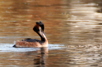Great Crested Grebe
