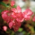 Begonia Magic Lantern