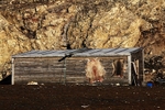Drying reindeer skins 4320