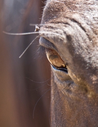 AnimalsCreatures _0010