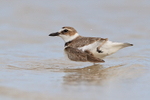 Wilson's Plover leg over back, Fort De Soto Park, Florida
