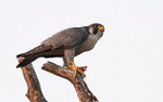 Peregrine Falcon