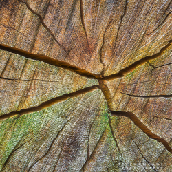 Wood Patterns