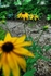Daisys