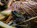Edible Frog