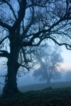 Brahan estate oaks (2)