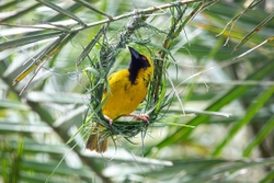 Bird Weaver Bird Nest making